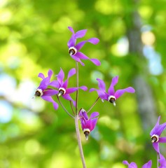 Primula fassettii