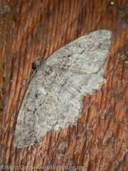 Neoalcis californiaria