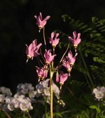 Primula fassettii