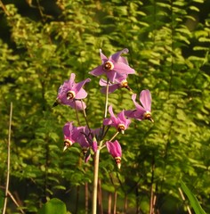 Primula fassettii