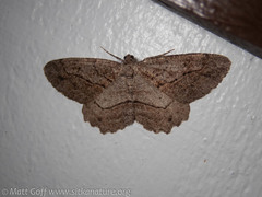 Neoalcis californiaria