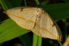 Callidrepana melanonota