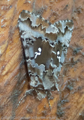 Autographa corusca