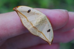 Callidrepana melanonota