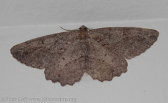 Neoalcis californiaria