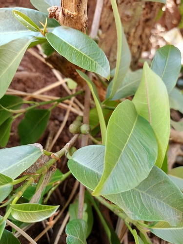 Common Wild Fig