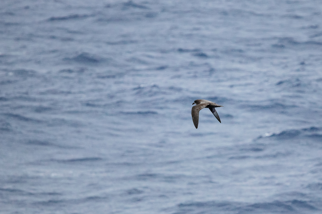 Murphy's Petrel