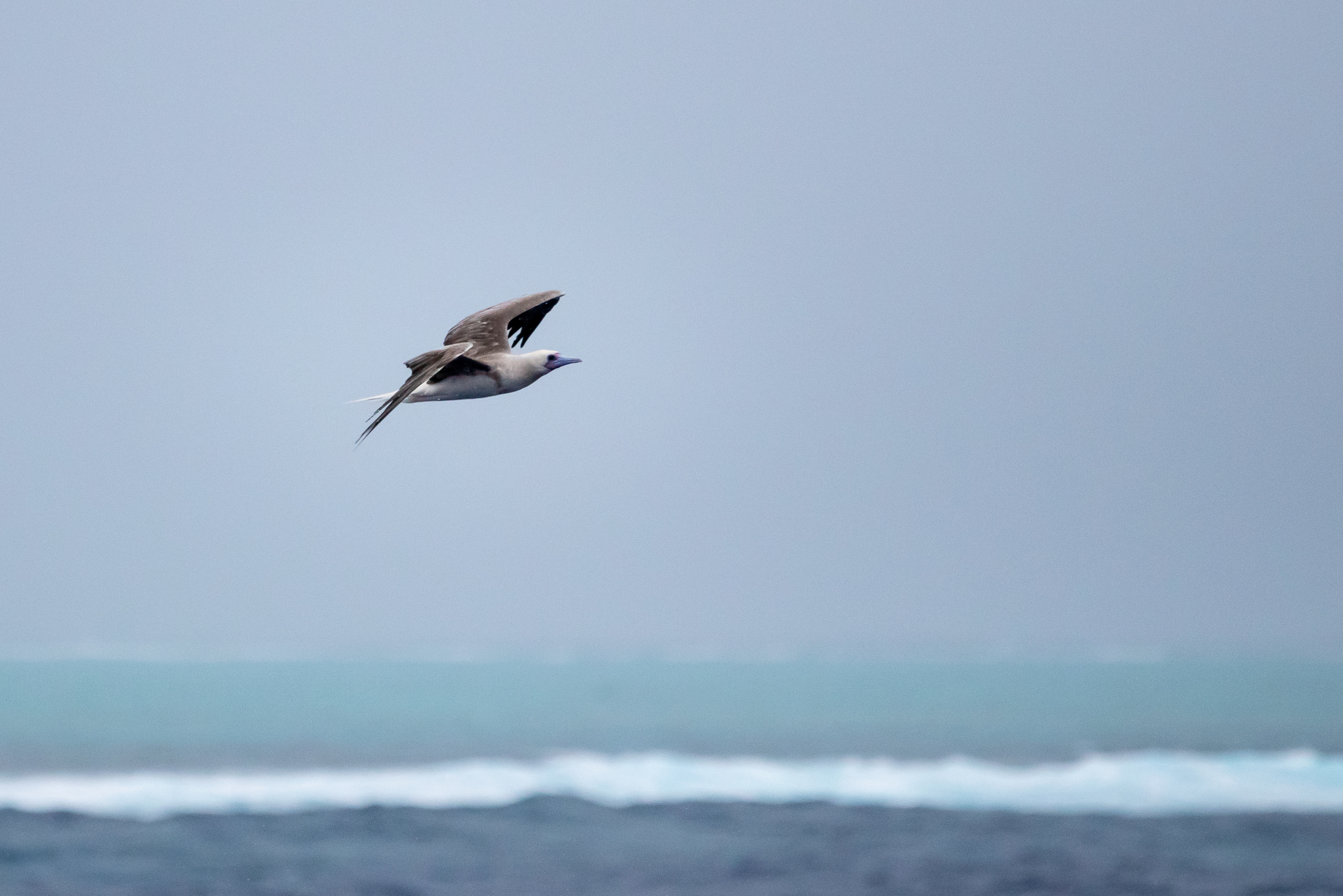 Red-footed Booby