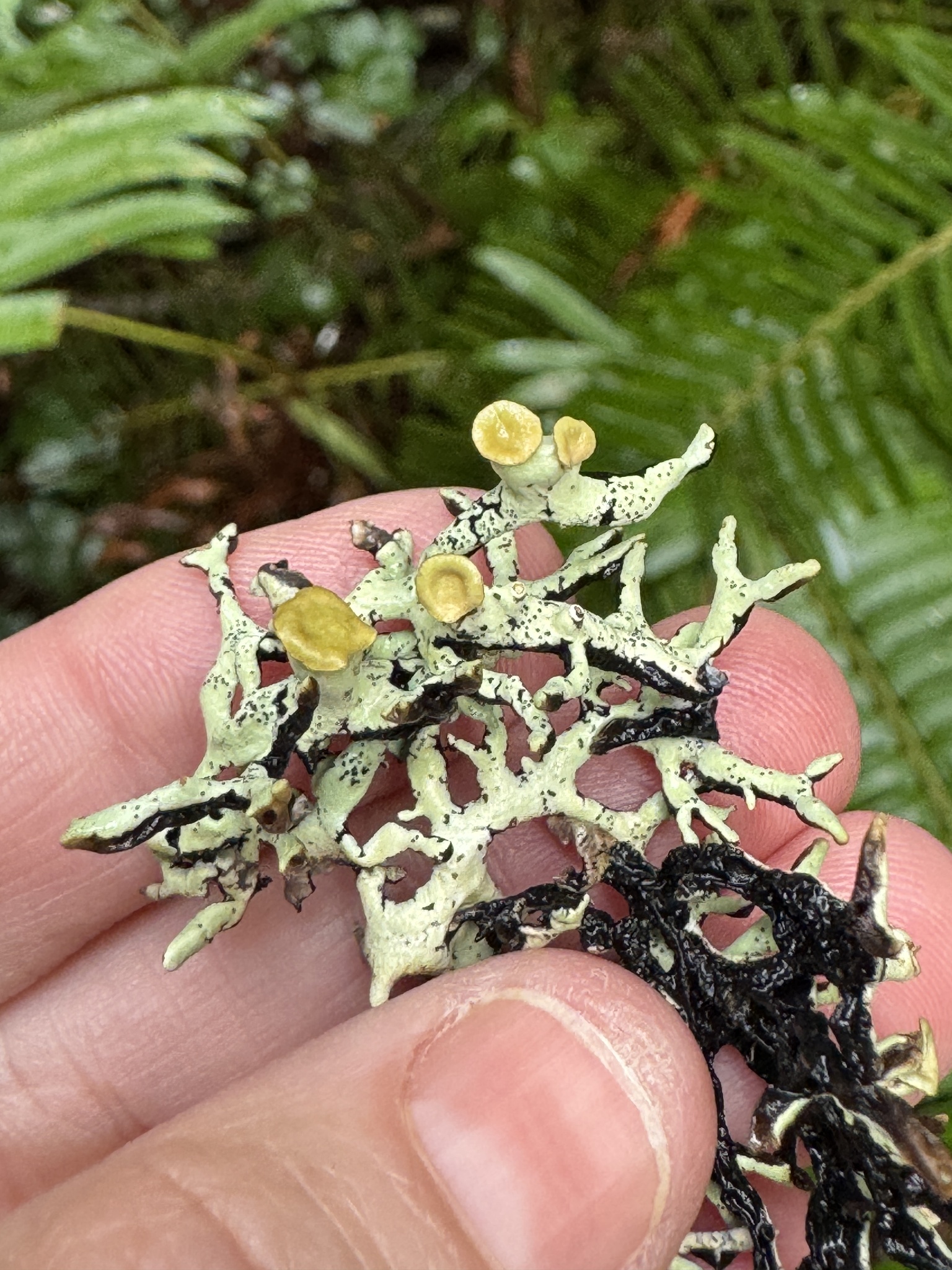 Hypogymnia heterophylla