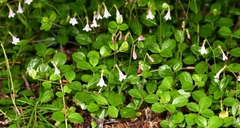 Linnaea borealis longiflora