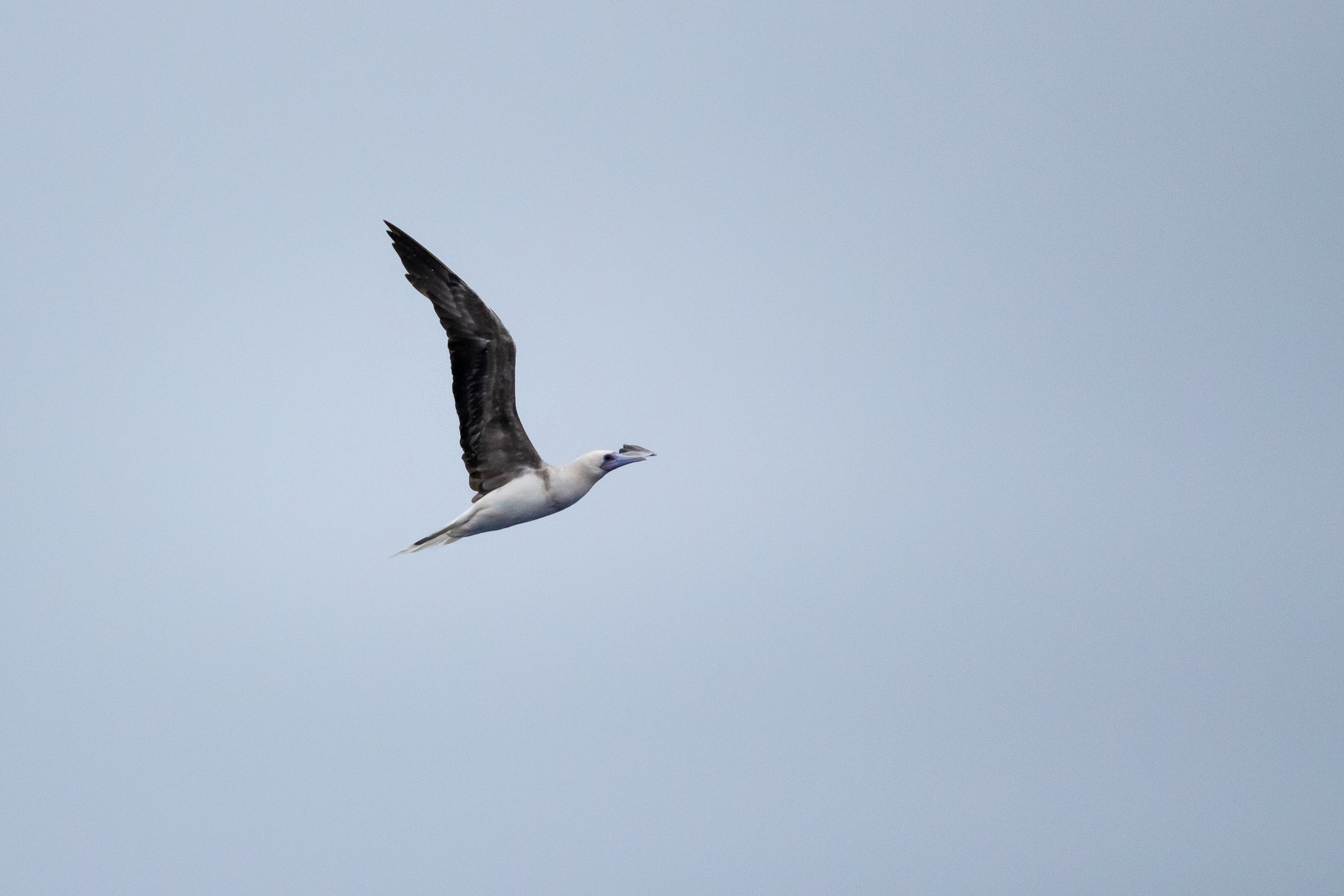 Red-footed Booby