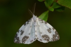 Deroca inconclusa phasma