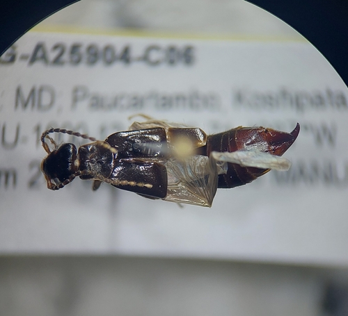 Carcinophora brasiliensis