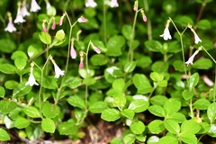 Linnaea borealis longiflora