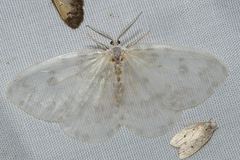 Deroca inconclusa phasma