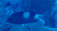 Gracila albomarginata
