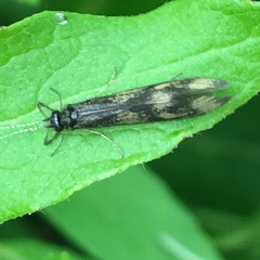 Mystacides interjectus