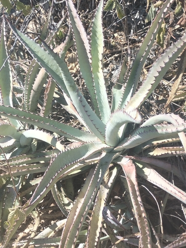 golden cape agave (Agave capensis)
