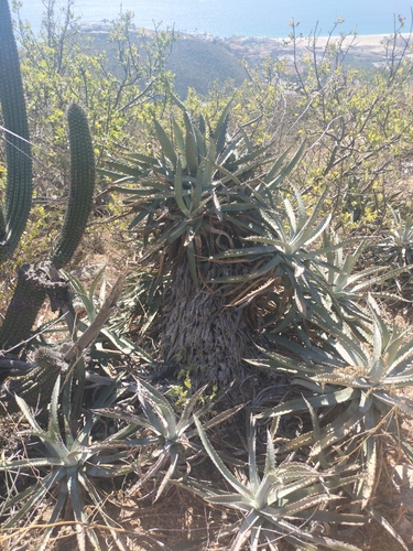 Image of Agave capensis by no rights reserved