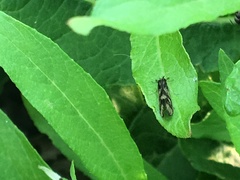 Mystacides interjectus