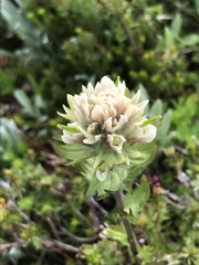 Castilleja parviflora