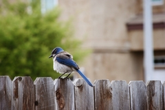 Aphelocoma californica