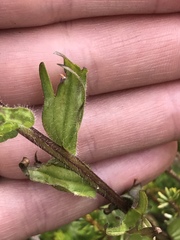 Castilleja parviflora