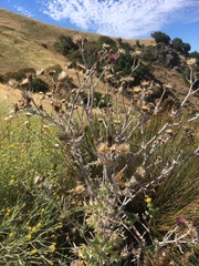 Cirsium douglasii douglasii