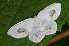 Auzata superba superba