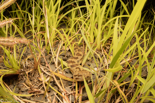 Spotted Python sighting