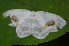 Auzata superba superba