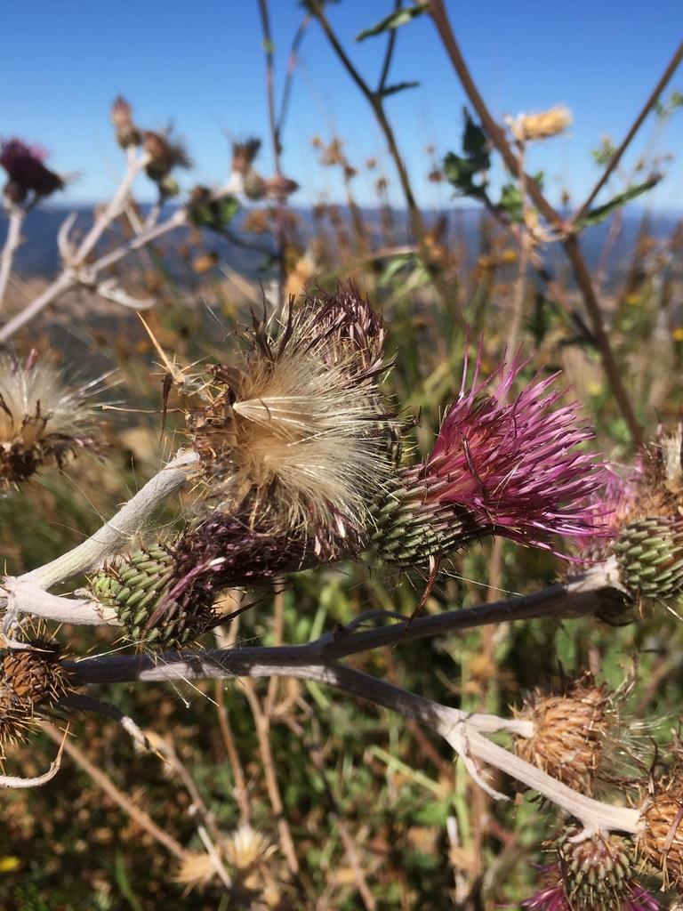 Cirsium douglasii
