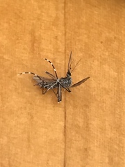 Aedes sierrensis