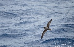 Pterodroma ultima