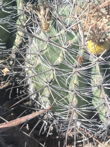 Image of Ferocactus townsendianus by no rights reserved