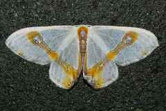 Macrocilix mysticata watsoni