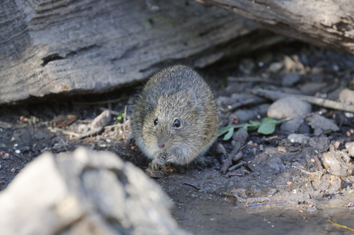 Hispid Cotton Rat