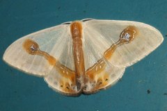 Macrocilix mysticata watsoni