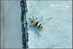 Chlorophorus signaticollis