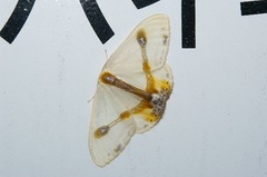 Macrocilix mysticata watsoni