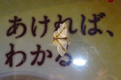 Macrocilix mysticata watsoni