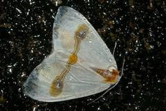 Macrocilix mysticata watsoni