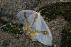 Macrocilix mysticata