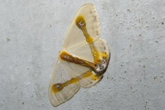 Macrocilix mysticata watsoni