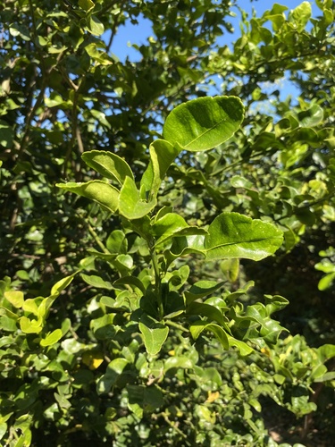 Makrut Lime