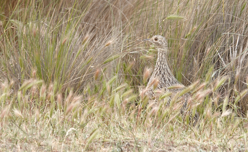 Darwin's Nothura (Nothura darwinii)