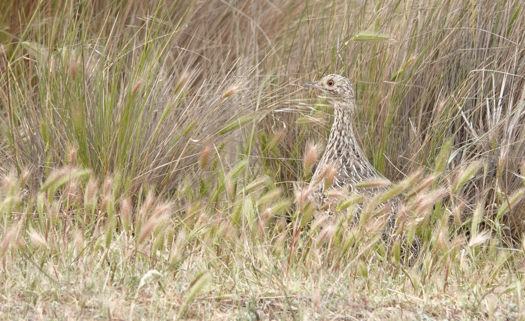Darwin's Nothura (Nothura darwinii), photo 1