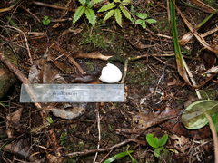 Hemiphaga novaeseelandiae