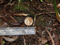 Hemiphaga novaeseelandiae