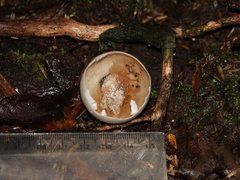 Hemiphaga novaeseelandiae